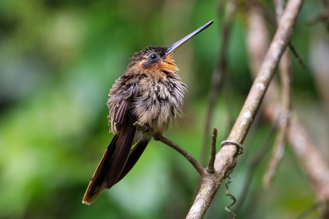 kolibřík pilozobý - ML572181281