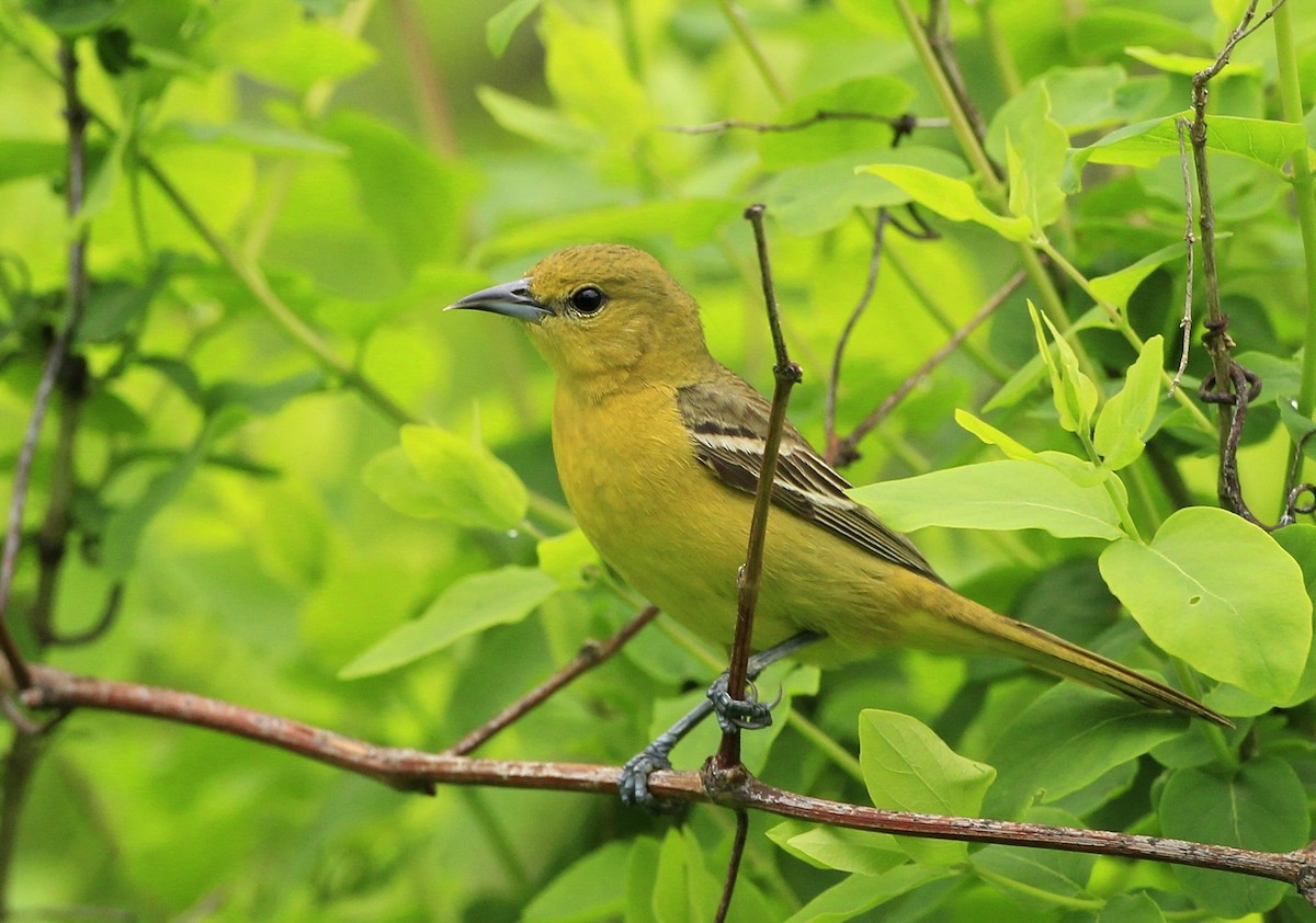 Orchard Oriole - ML572181441