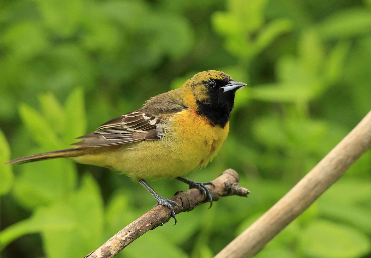 Orchard Oriole - ML572181451