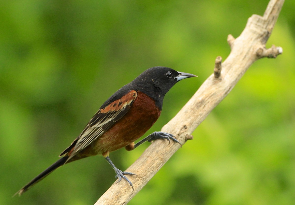 Orchard Oriole - ML572181461