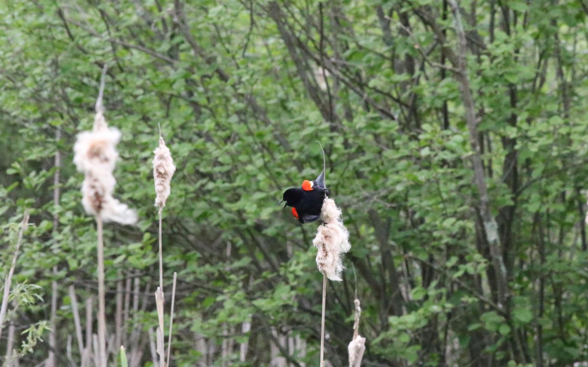Red-winged Blackbird - ML572181781