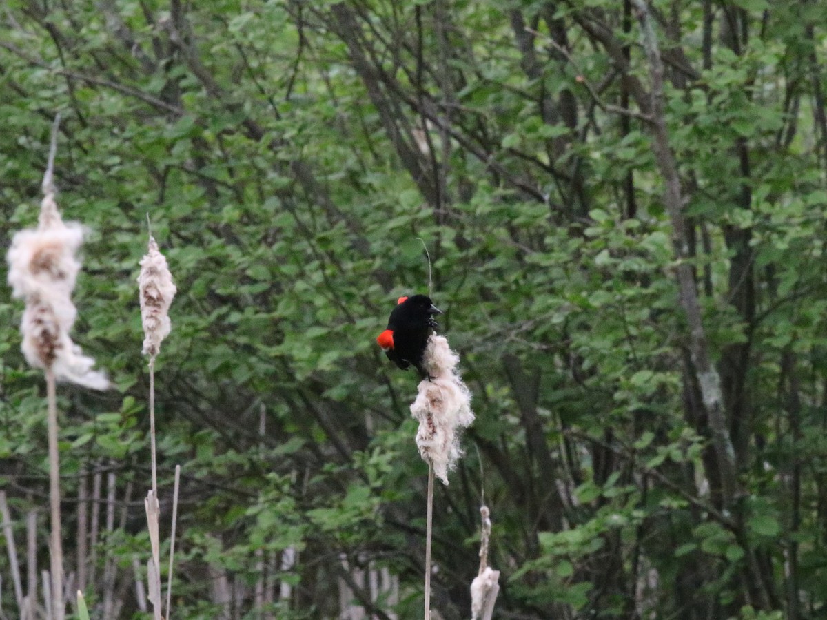 Red-winged Blackbird - ML572181791