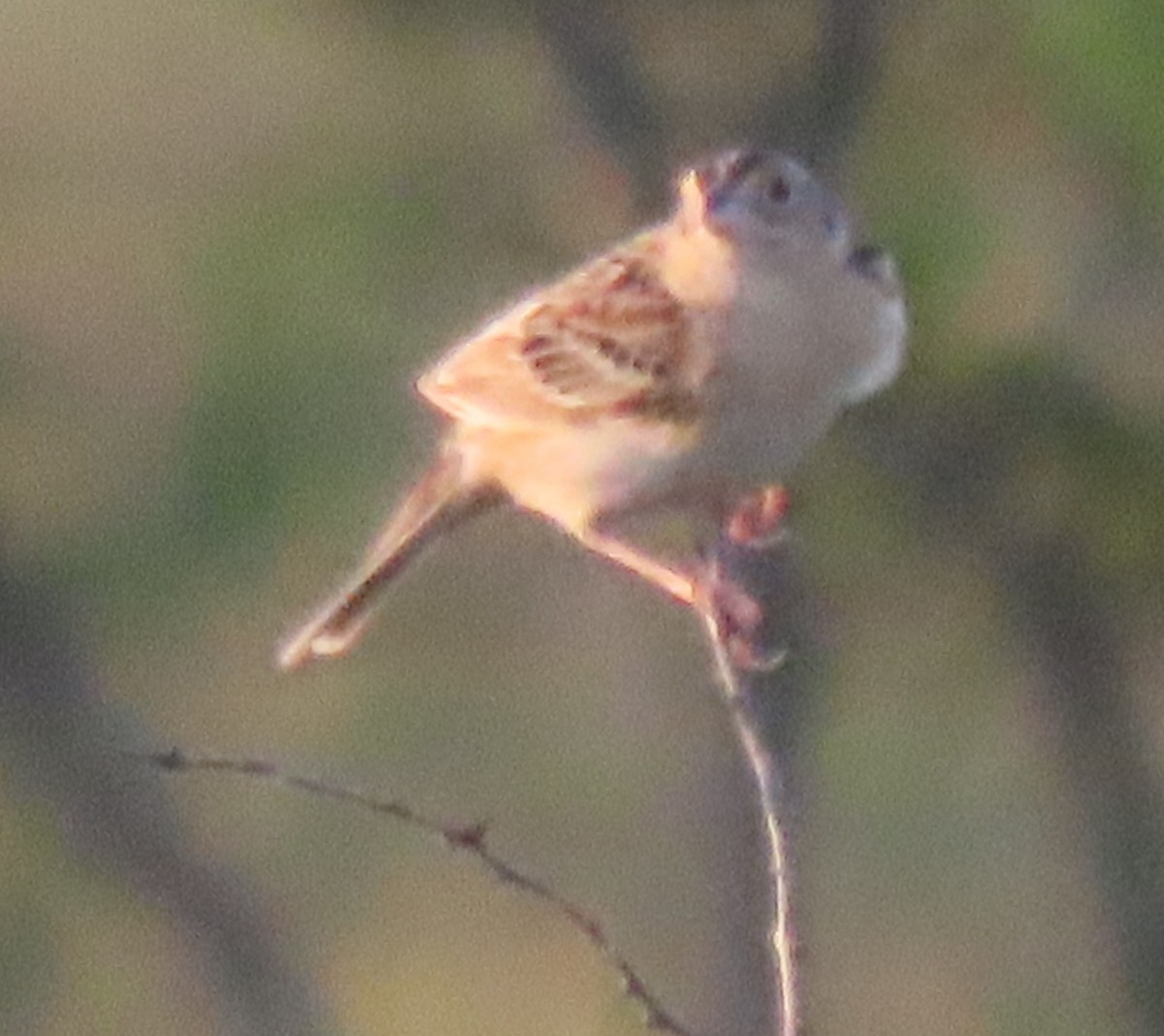 Grasshopper Sparrow - ML572182971