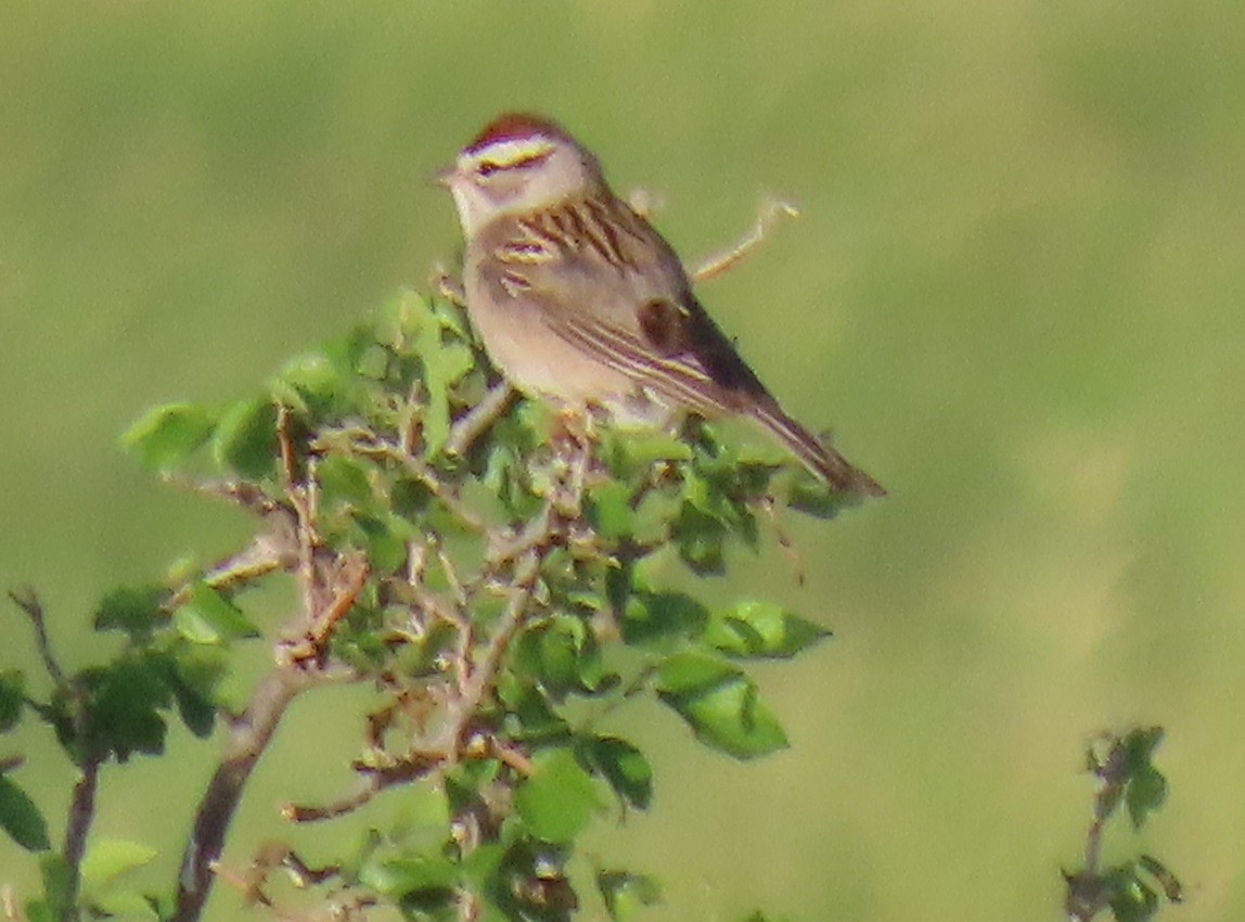 Chipping Sparrow - ML572183551