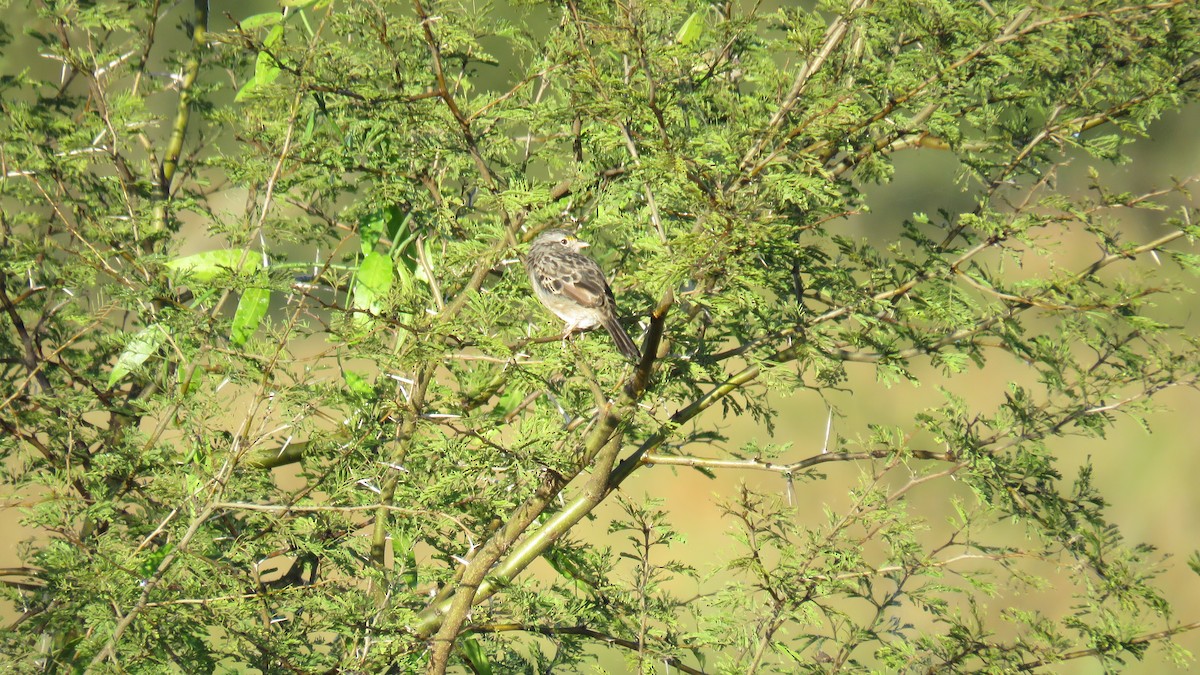 Grassland Sparrow - ML572183611