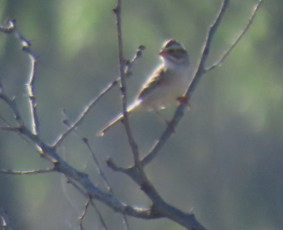 Clay-colored Sparrow - ML572183961