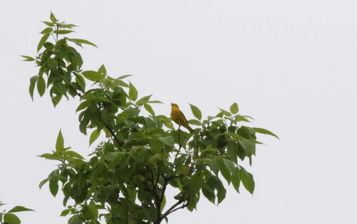 Yellow Warbler - ML572185351