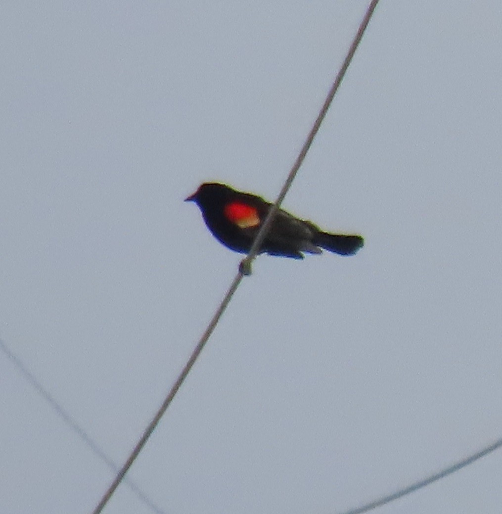 Red-winged Blackbird - ML572185521