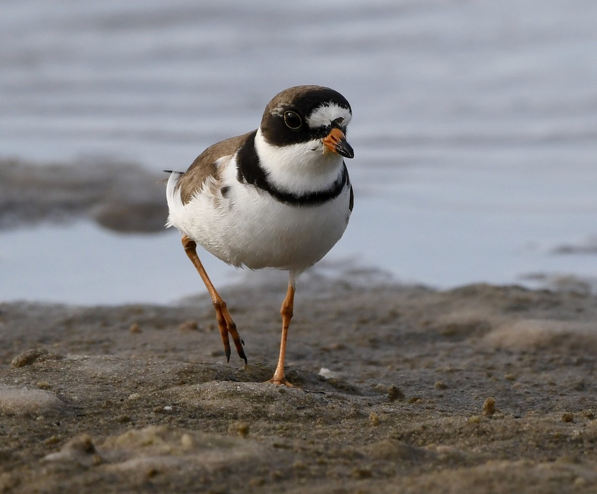 Semipalmated Plover - ML572185901