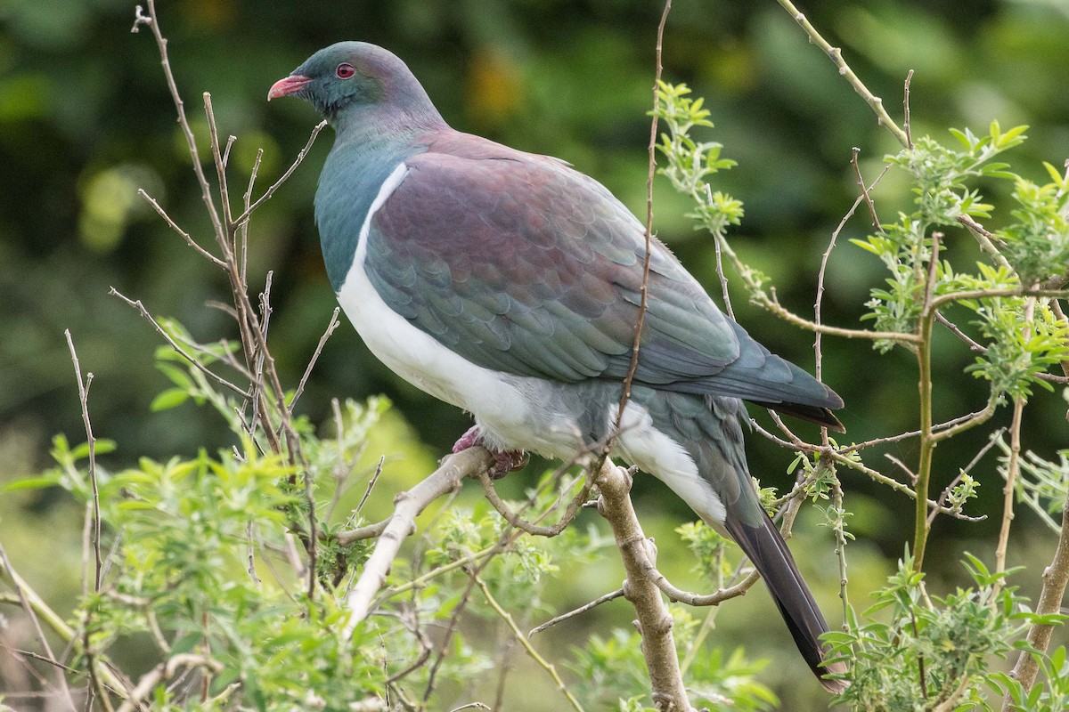 New Zealand Pigeon - ML57218681