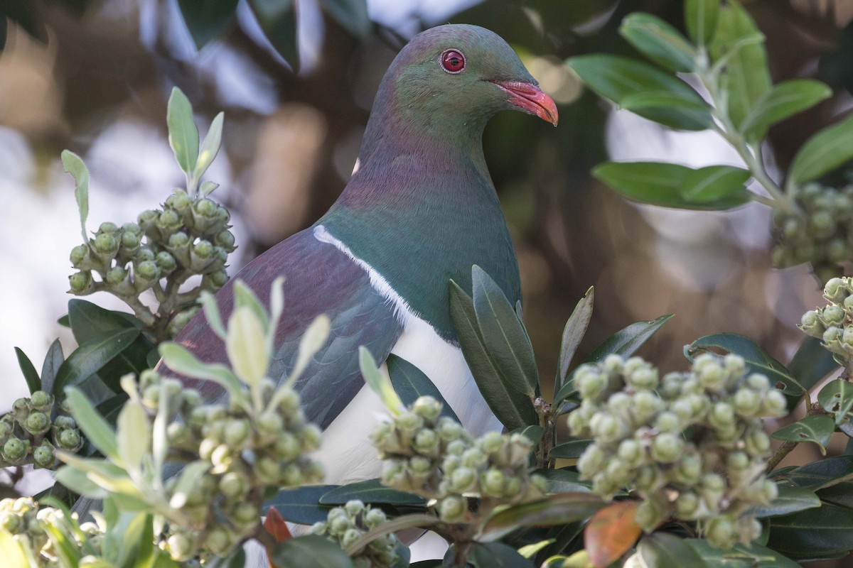 New Zealand Pigeon - Eric VanderWerf