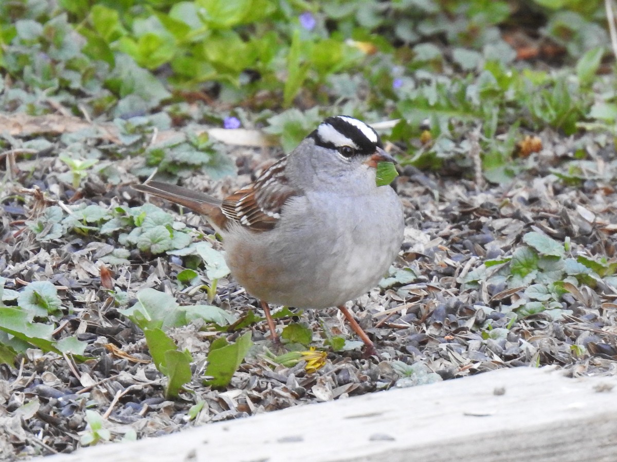 White-crowned Sparrow - ML572189131