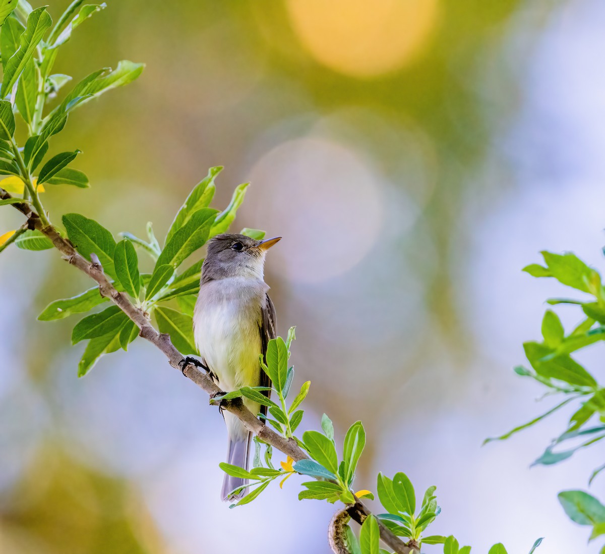 Willow Flycatcher - Leah Turner