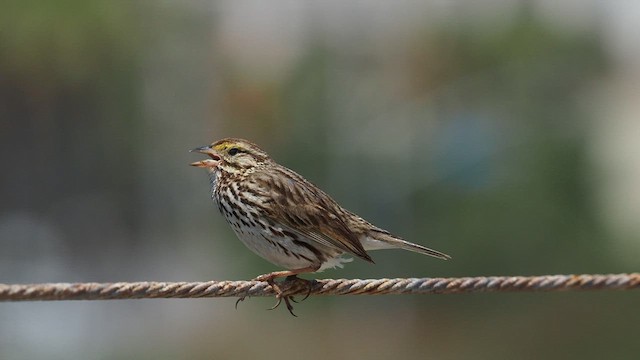 Savannah Sparrow (Belding's) - ML572192651