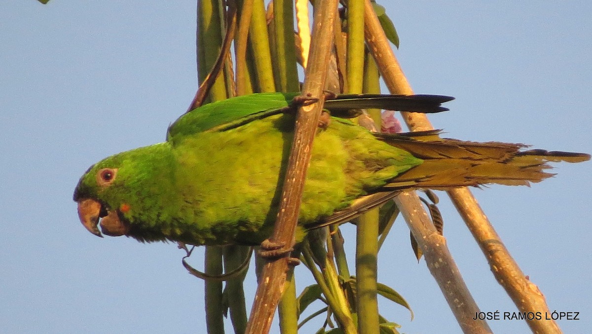 Green/Pacific Parakeet - ML572195621