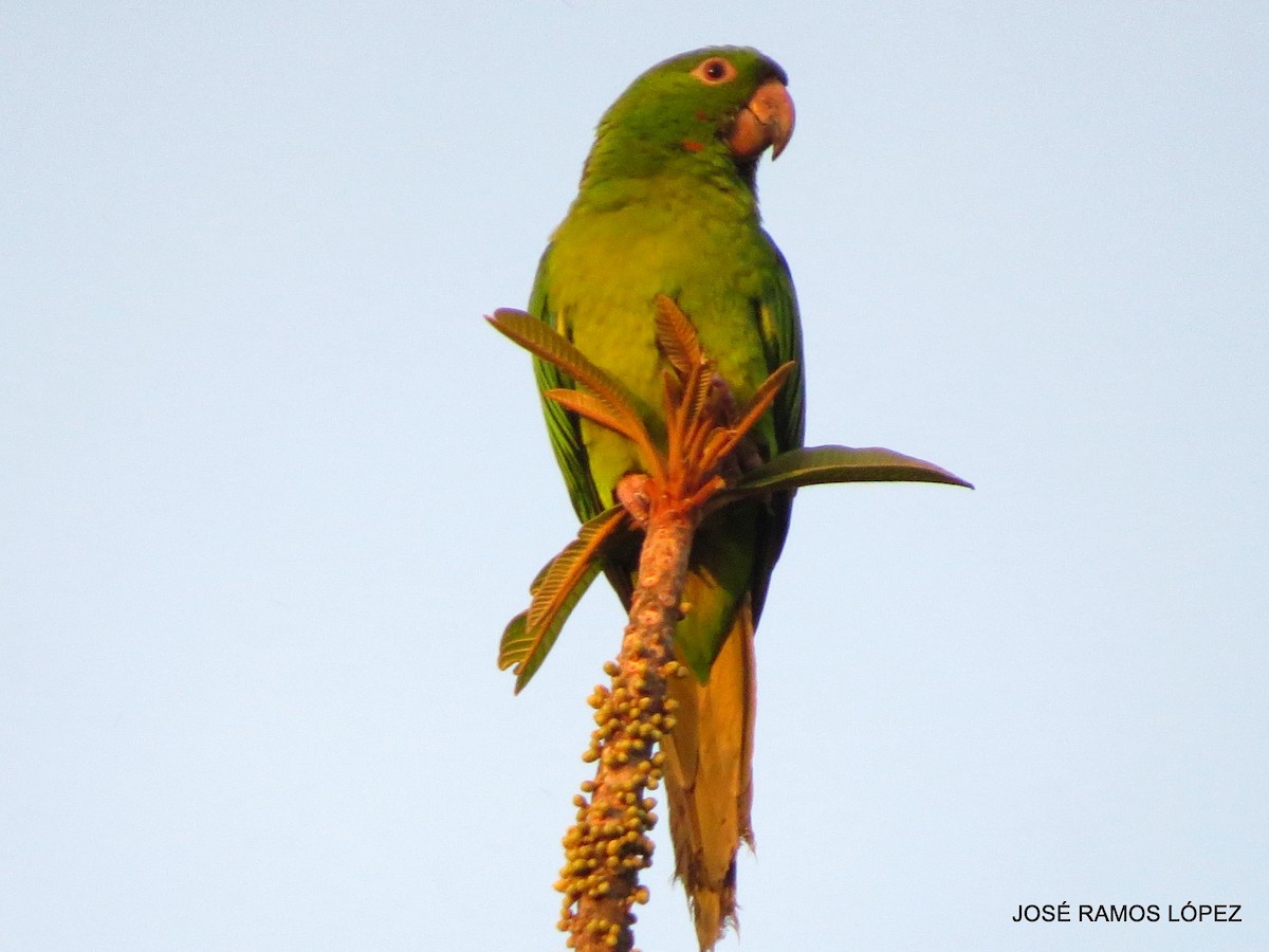 Green/Pacific Parakeet - Jose Ramos