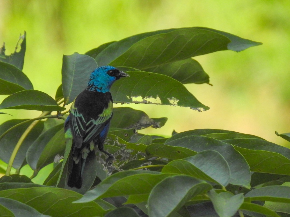 Blue-necked Tanager - ML572195851