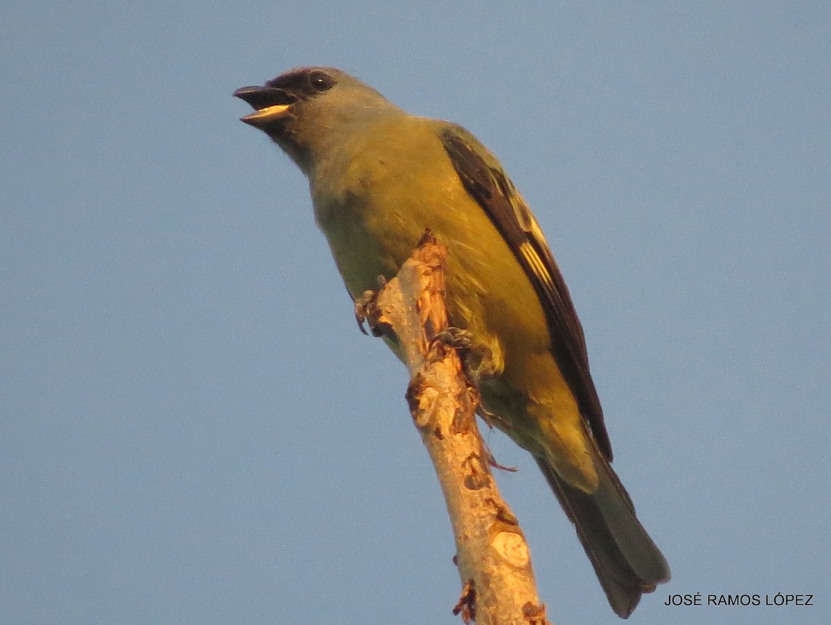 Yellow-winged Tanager - ML572195921