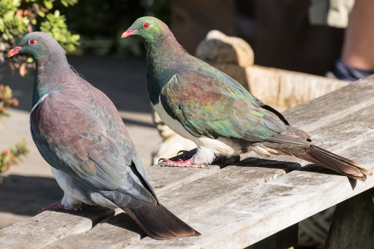New Zealand Pigeon - Eric VanderWerf