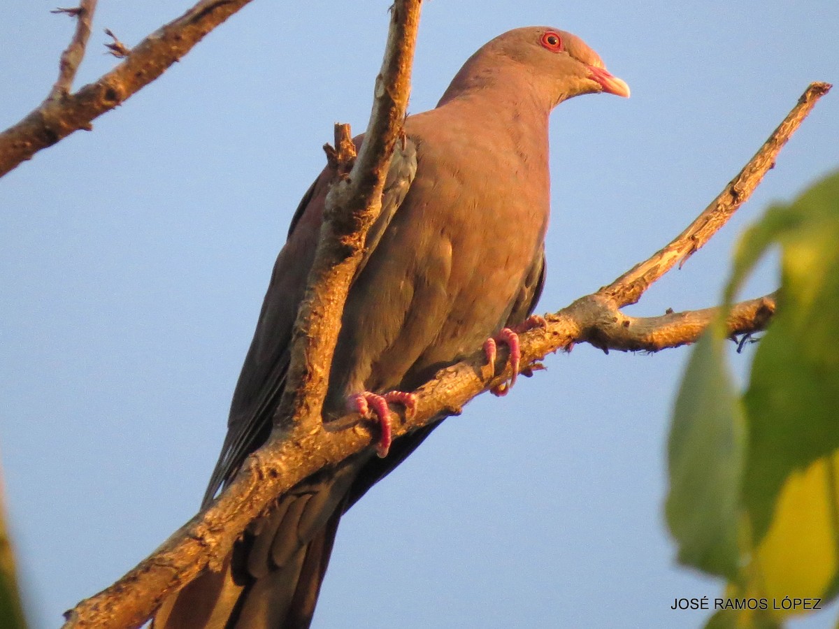 Pigeon à bec rouge - ML572197011