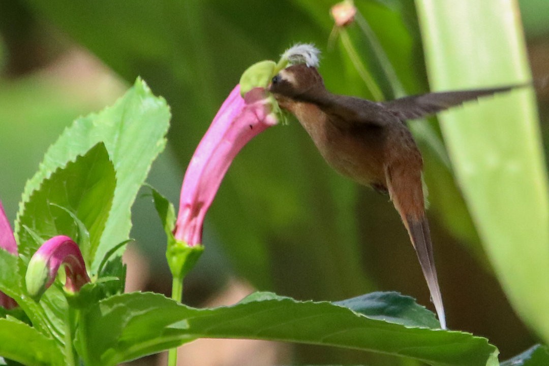 kolibřík skořicový - ML572197951