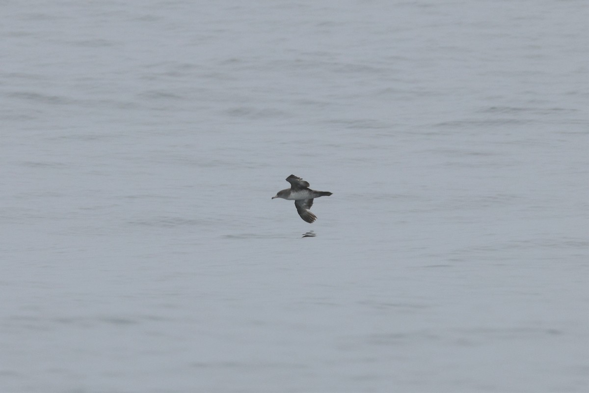 eBird Checklist - 14 May 2023 - Estero Bay Pelagic—5-10 miles offshore ...