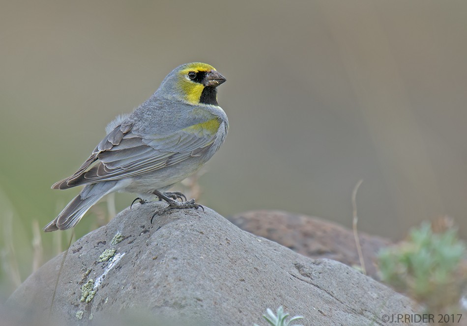 Yellow-bridled Finch (White-tailed) - ML572201341