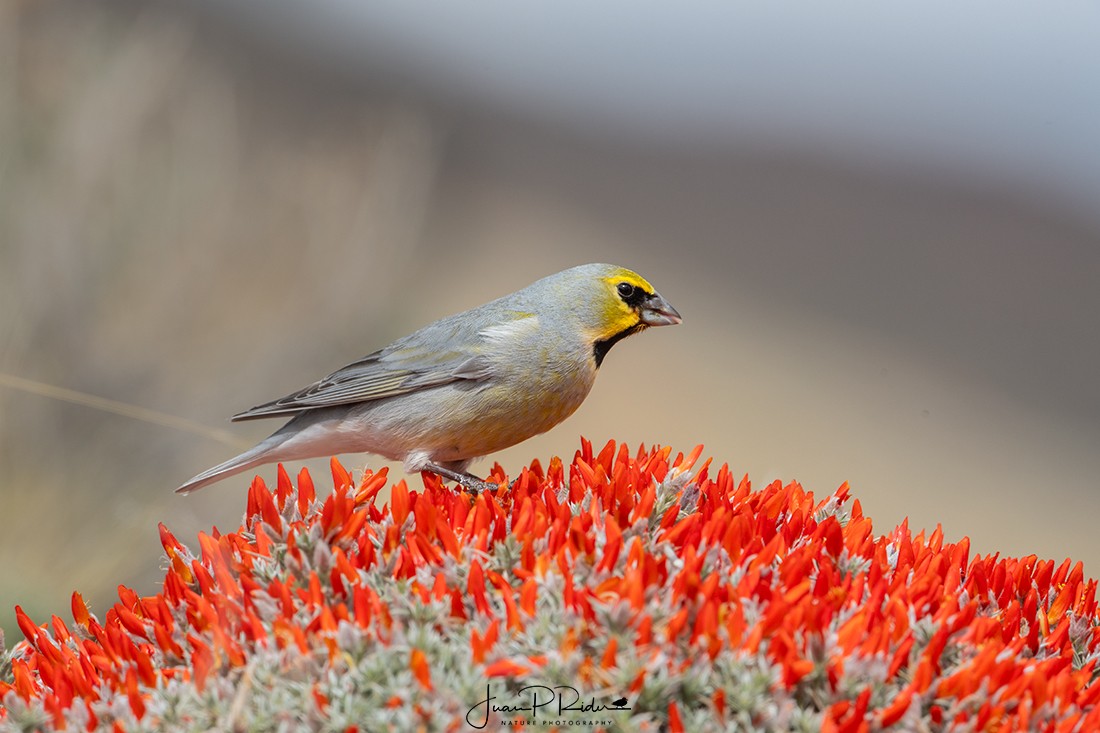 Yellow-bridled Finch (White-tailed) - JUAN PABLO  RIDER LEGISOS
