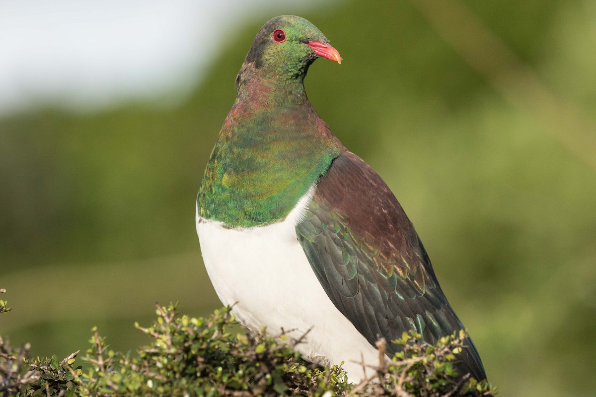 New Zealand Pigeon - ML57220541