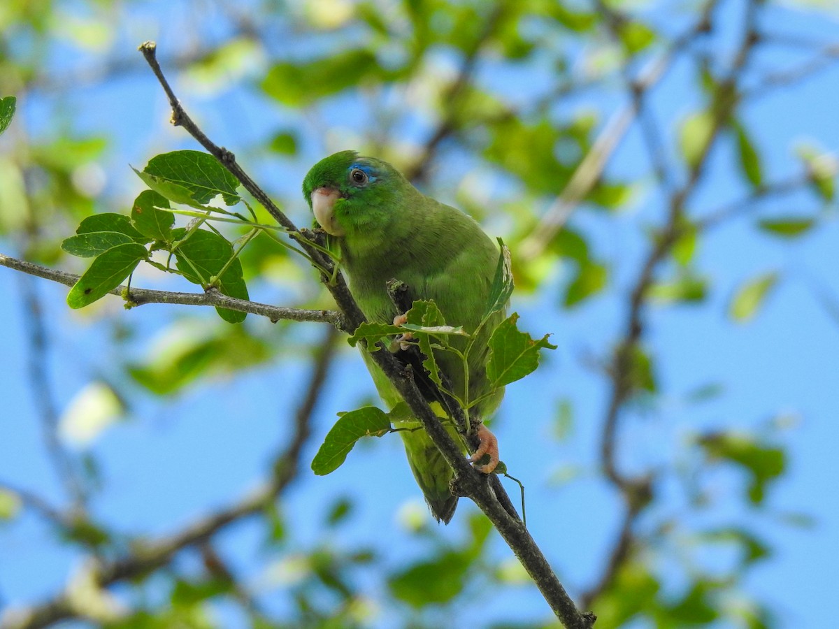 Spectacled Parrotlet - ML572205511
