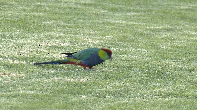 Red-capped Parrot - ML572206111