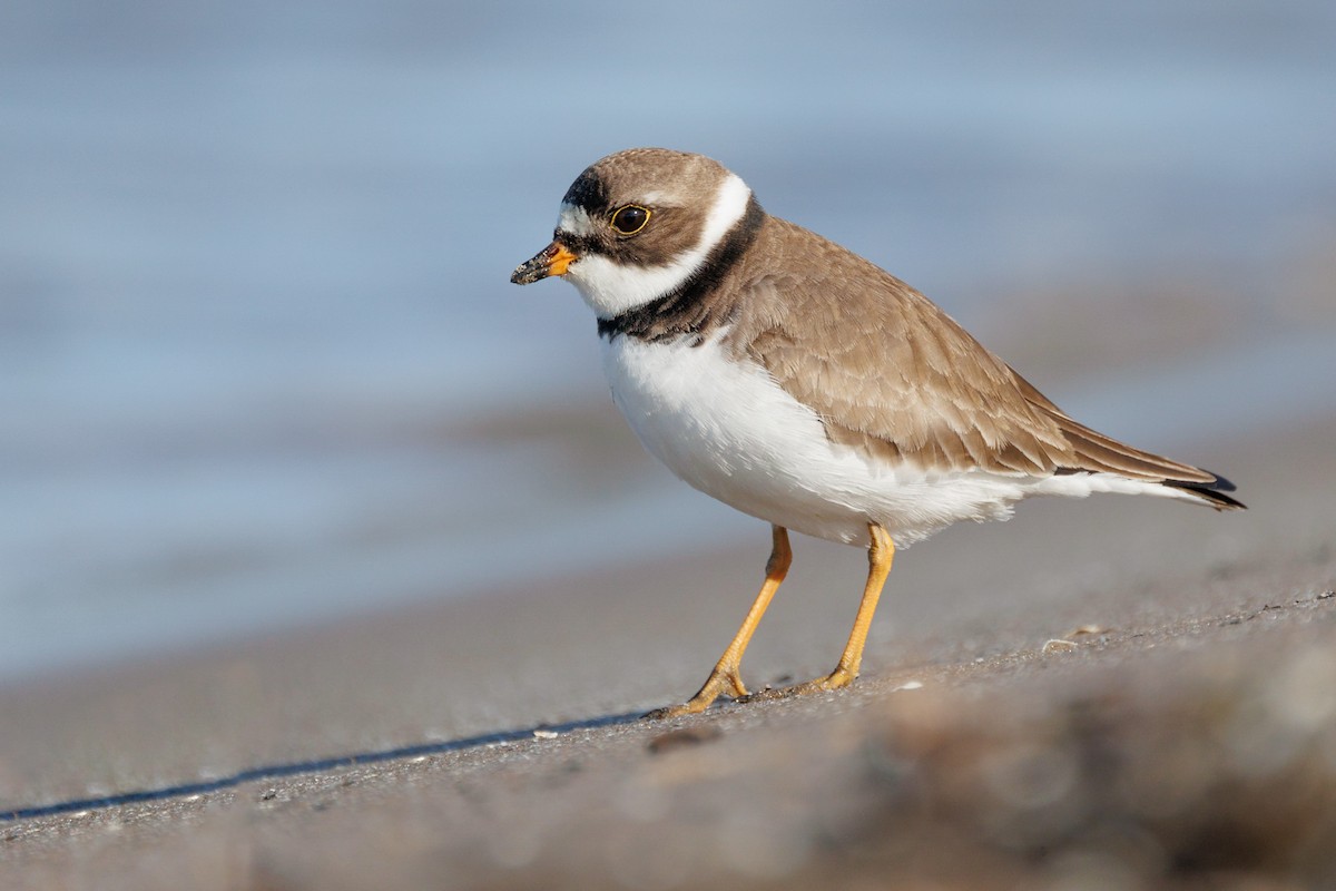 Semipalmated Plover - ML572207371