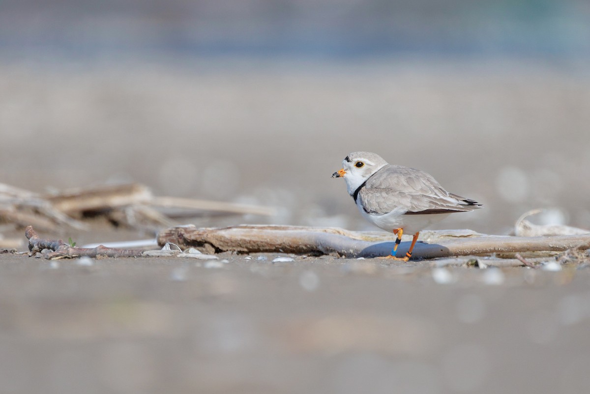 Piping Plover - ML572207461
