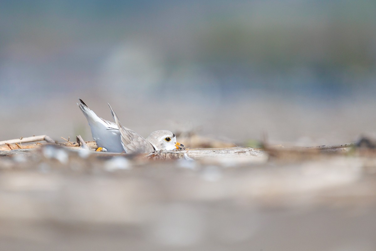 Piping Plover - ML572207521