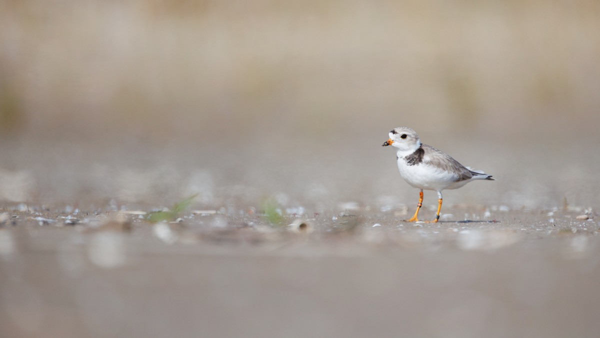 Piping Plover - ML572207631