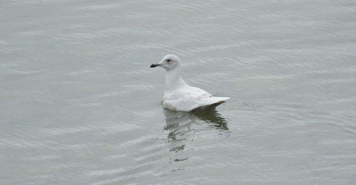 Iceland Gull (kumlieni/glaucoides) - Kathy Marche
