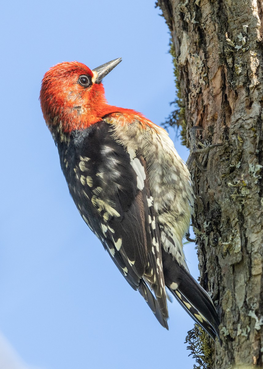 Red-breasted Sapsucker - Jonathan Ley