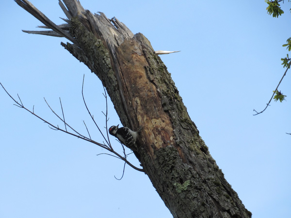 Hairy Woodpecker (Eastern) - ML572208761