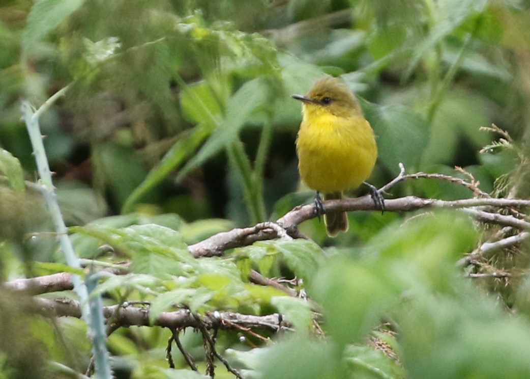 Mountain Yellow-Warbler - ML572209351