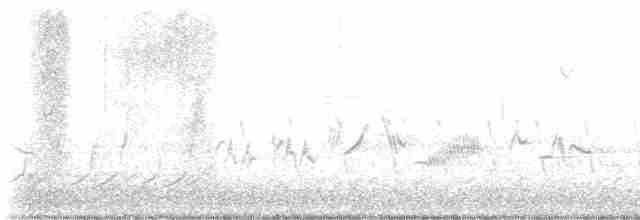 Amerika Çütresi (purpureus) - ML572212631
