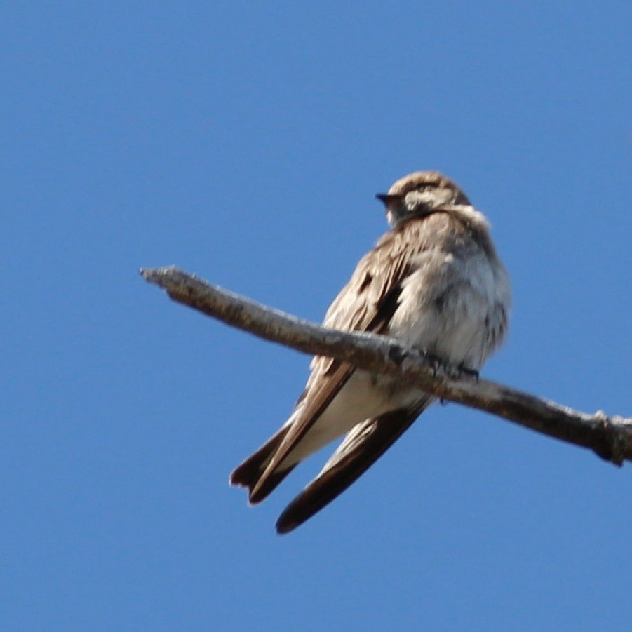 Northern Rough-winged Swallow - ML572214171