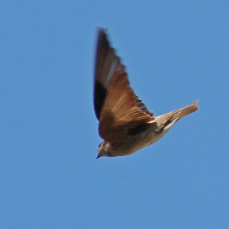 Northern Rough-winged Swallow - ML572214181