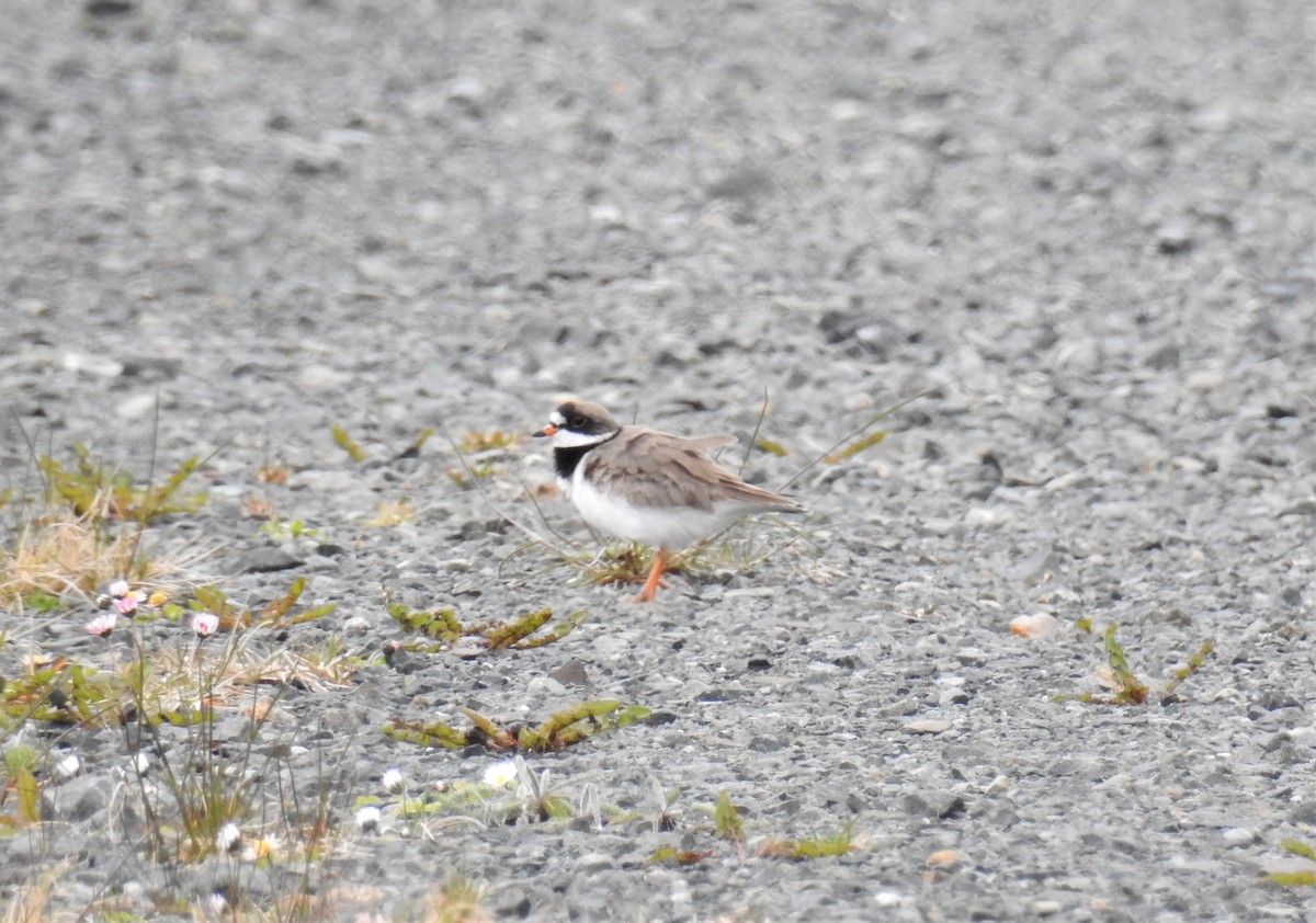 Semipalmated Plover - ML572215151