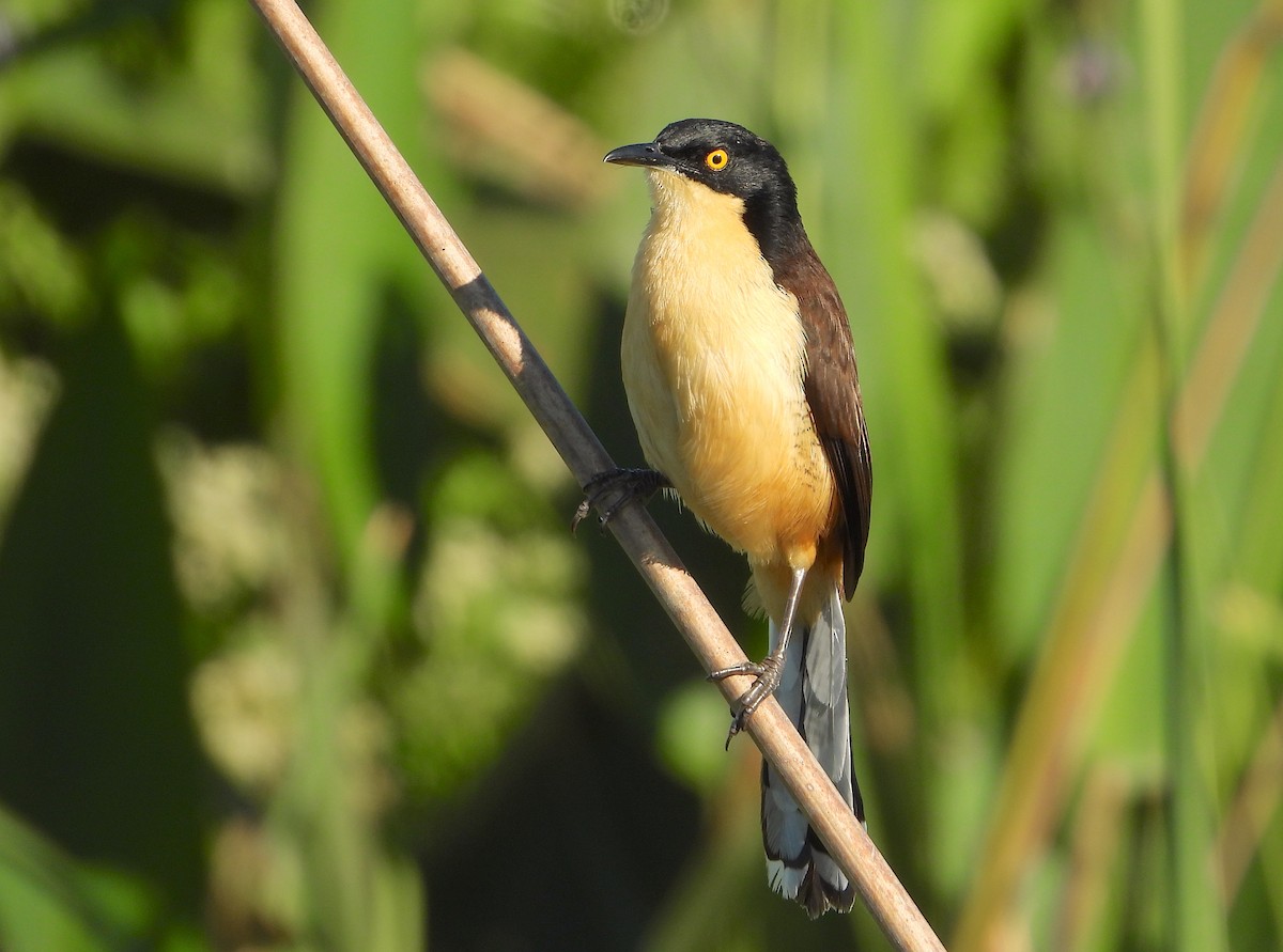 Black-capped Donacobius - Horacio Matarasso /  Buenos Días Birding