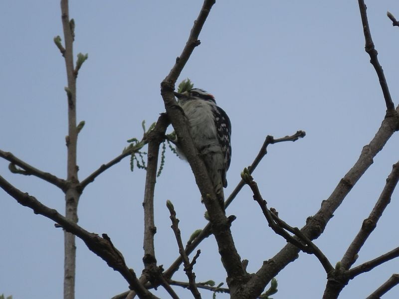 Downy Woodpecker - ML572217391