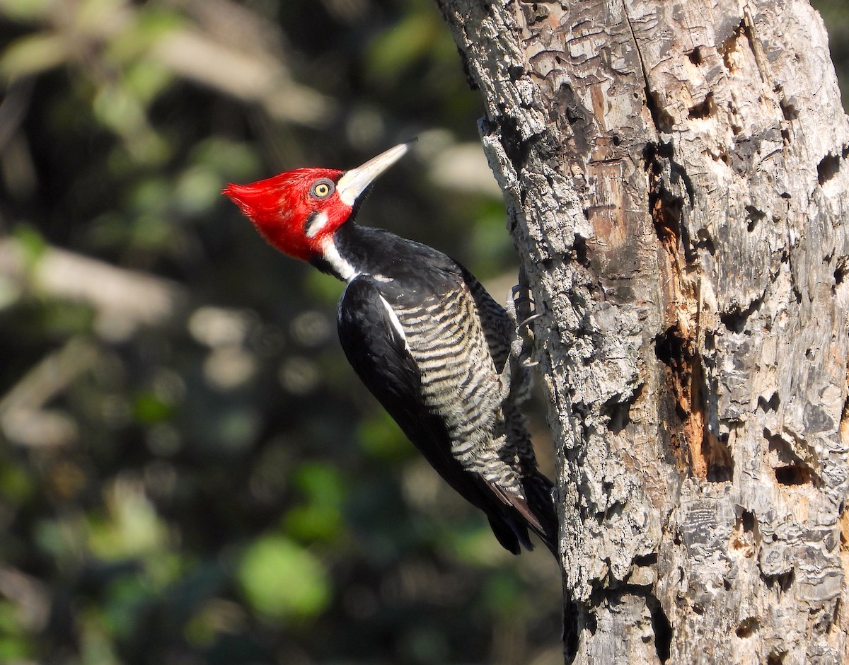 Crimson-crested Woodpecker - Horacio Matarasso /  Buenos Días Birding