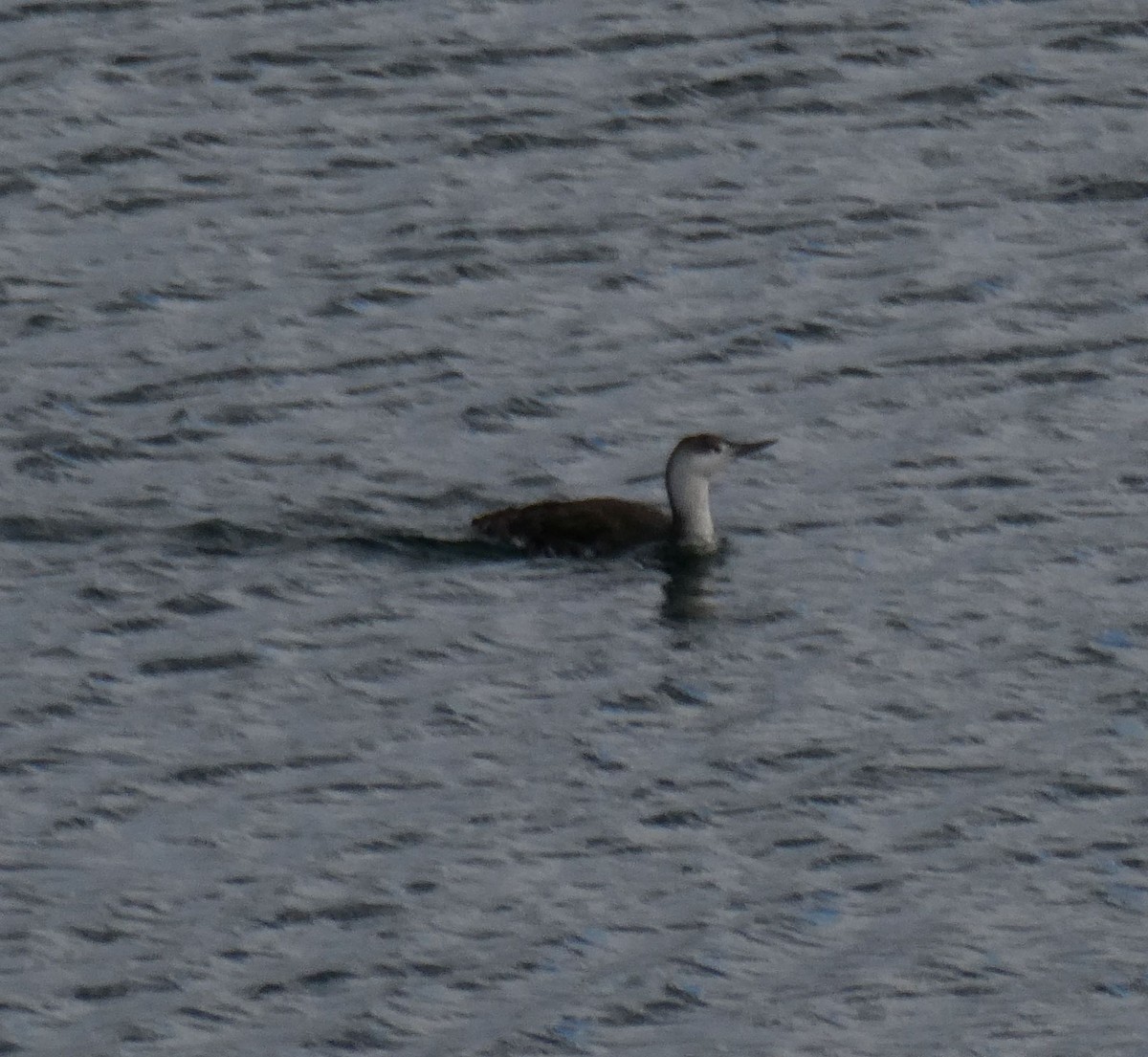 Red-throated Loon - ML572219851
