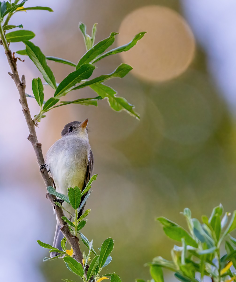 Willow Flycatcher - Leah Turner