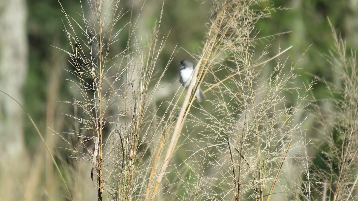 Double-collared Seedeater - ML572226701