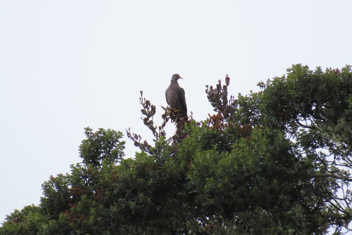 Band-tailed Pigeon - ML572228751